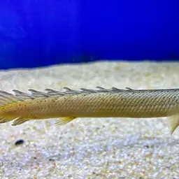 Gray Bichir, photo 5