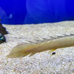 Gray Bichir, photo 6