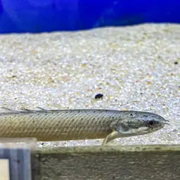 Gray Bichir, photo 7