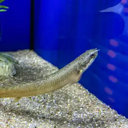 Gray Bichir, photo 8
