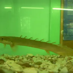 Gray Bichir, photo 9