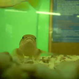 Gray Bichir, photo 10
