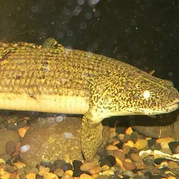 Mottled Bichir, photo 1