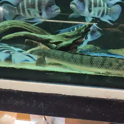 Mottled Bichir, photo 2