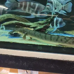 Mottled Bichir, photo 3