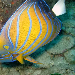 Blue-ringed Angelfish