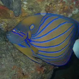 Blue-ringed Angelfish, photo 2