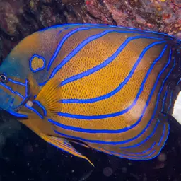 Blue-ringed Angelfish, photo 3
