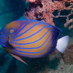 Blue-ringed Angelfish, photo 4