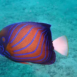 Blue-ringed Angelfish, photo 5