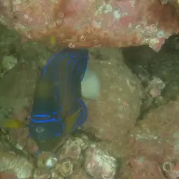 Blue-ringed Angelfish, photo 6