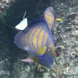 Blue-ringed Angelfish, photo 7