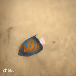 Blue-ringed Angelfish, photo 8