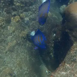 Blue-ringed Angelfish, photo 9