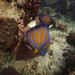 Blue-ringed Angelfish, photo 10