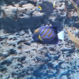 Blue-ringed Angelfish, photo 11