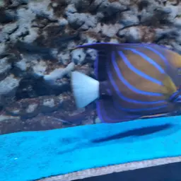 Blue-ringed Angelfish, photo 12
