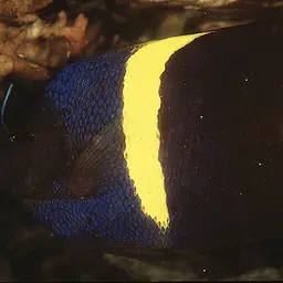 Arabian Angelfish