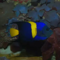 Arabian Angelfish, photo 2