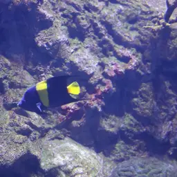 Arabian Angelfish, photo 3