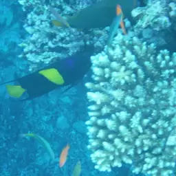 Arabian Angelfish, photo 4