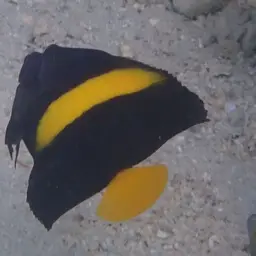 Arabian Angelfish, photo 5