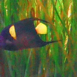 Arabian Angelfish, photo 6