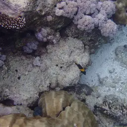 Arabian Angelfish, photo 7