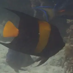 Arabian Angelfish, photo 8