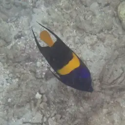 Arabian Angelfish, photo 9