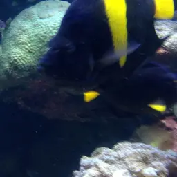 Arabian Angelfish, photo 10