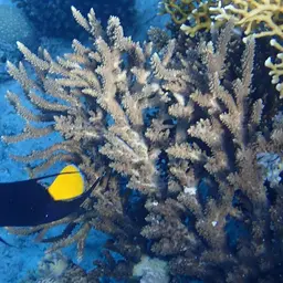 Arabian Angelfish, photo 11