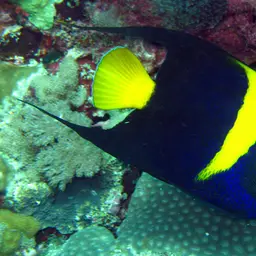 Arabian Angelfish, photo 12