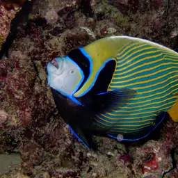Emperor Angelfish, photo 2