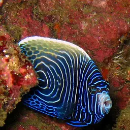 Emperor Angelfish, photo 4