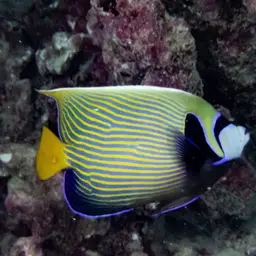 Emperor Angelfish, photo 5