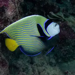 Emperor Angelfish, photo 6