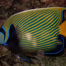 Emperor Angelfish, photo 7