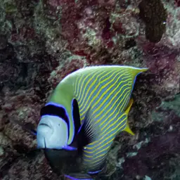 Emperor Angelfish, photo 8