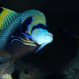 Emperor Angelfish, photo 10