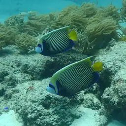 Emperor Angelfish, photo 11