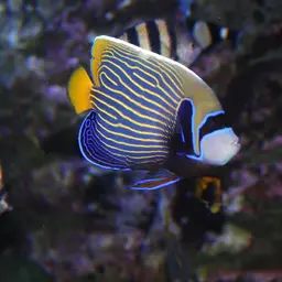 Emperor Angelfish, photo 12