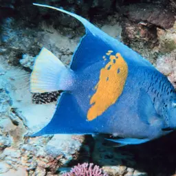 Halfmoon Angelfish