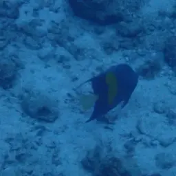 Halfmoon Angelfish, photo 2