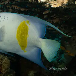 Halfmoon Angelfish, photo 3
