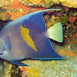 Halfmoon Angelfish, photo 4