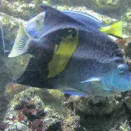 Halfmoon Angelfish, photo 5
