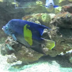 Halfmoon Angelfish, photo 7