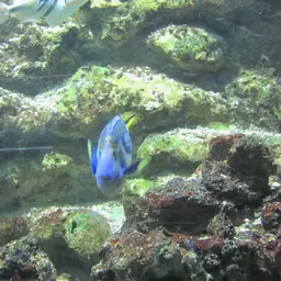 Halfmoon Angelfish, photo 8