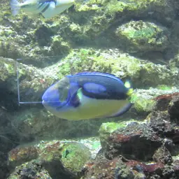Halfmoon Angelfish, photo 9